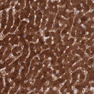 Merck Anti-MAT1A antibody produced in rabbit