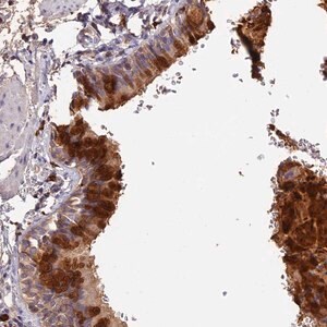 Merck Anti-ADGRD1 antibody produced in rabbit