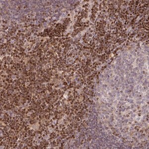 Merck Anti-STAT5A antibody produced in rabbit