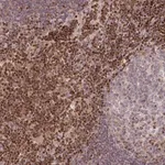 Merck Anti-STAT5A antibody produced in rabbit