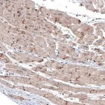 Merck Monoclonal Anti-LAPTM4B antibody produced in mouse