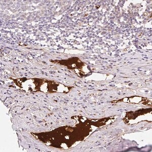 Merck Anti-APOC2 antibody produced in rabbit