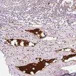 Merck Anti-APOC2 antibody produced in rabbit