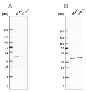Merck Anti-PCBP1 antibody produced in rabbit