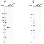 Merck Anti-PCBP1 antibody produced in rabbit