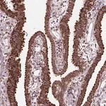 Merck Anti-FZD7 antibody produced in rabbit