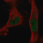 Merck Anti-BNC2 antibody produced in rabbit