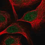 Merck Anti-TCF7 antibody produced in rabbit