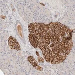 Merck Anti-CEP120 antibody produced in rabbit