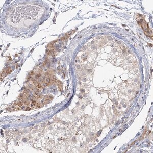 Merck Anti-LACTB antibody produced in rabbit