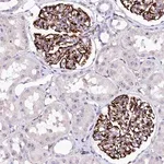 Merck Anti-SFR1 antibody produced in rabbit
