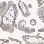 Merck Anti-ITGBL1 antibody produced in rabbit