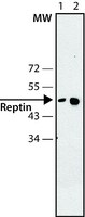 Merck Anti-Reptin antibody, Mouse monoclonal