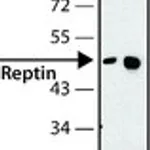 Merck Anti-Reptin antibody, Mouse monoclonal
