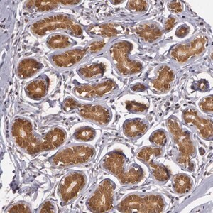 Merck Anti-AHSA1 antibody produced in rabbit