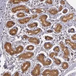 Merck Anti-AHSA1 antibody produced in rabbit