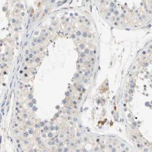 Merck Anti-GAS6 antibody produced in rabbit