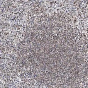 Merck Anti-MX2 antibody produced in rabbit