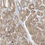 Merck Anti-TMED1 antibody produced in rabbit