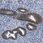 Merck Anti-GJD2 antibody produced in rabbit