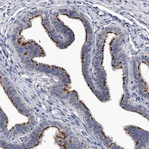 Merck Anti-CHRNA3 antibody produced in rabbit