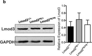 Merck Anti-LMOD3 antibody produced in rabbit