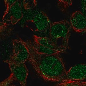 Merck Anti-LYZ antibody produced in rabbit