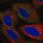 Merck Anti-HSPA12A antibody produced in rabbit