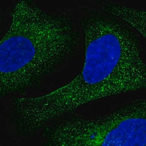 Merck Anti-CREB3 antibody produced in rabbit