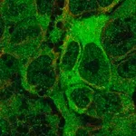 Merck Anti-ANKMY2 antibody produced in rabbit