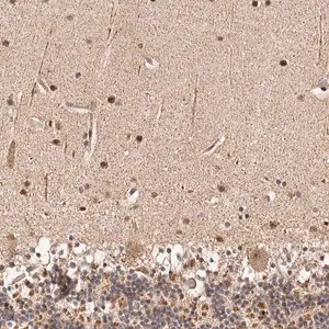 Merck Anti-HIVEP3 antibody produced in rabbit