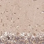 Merck Anti-HIVEP3 antibody produced in rabbit