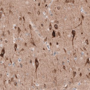 Merck Anti-PTPRD antibody produced in rabbit