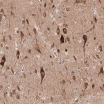 Merck Anti-PTPRD antibody produced in rabbit