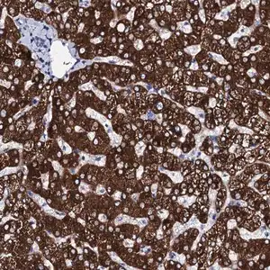 Merck Anti-GYS2 antibody produced in rabbit