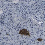 Merck Anti-FAM159B antibody produced in rabbit
