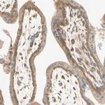 Merck Anti-IKBKG antibody produced in rabbit