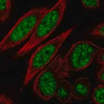 Merck Anti-CDK11A antibody produced in rabbit