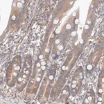 Merck Anti-PGGT1B antibody produced in rabbit