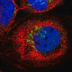 Merck Anti-KCNF1 antibody produced in rabbit