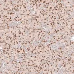 Merck Monoclonal Anti-SOX6 antibody produced in mouse