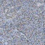 Merck Anti-TXNDC15 antibody produced in rabbit