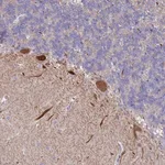 Merck Anti-WDR76 antibody produced in rabbit