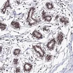 Merck Anti-TATDN2 antibody produced in rabbit