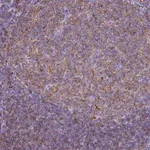 Merck Anti-HLA-DRB1 antibody produced in rabbit