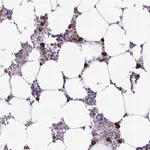 Merck Anti-HOXB4 antibody produced in rabbit