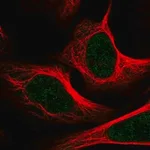 Merck Anti-MED1 antibody produced in rabbit