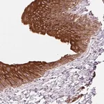Merck Anti-SMLR1 antibody produced in rabbit