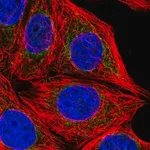 Merck Anti-CHCHD6 antibody produced in rabbit