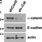 Merck Anti-E-Cadherin Antibody, clone 67A4, Azide Free
